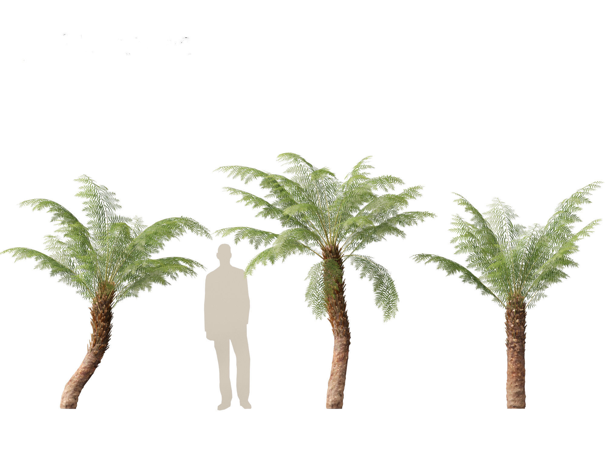 Dicksonia antarctica - Soft tree fern 3D model_11