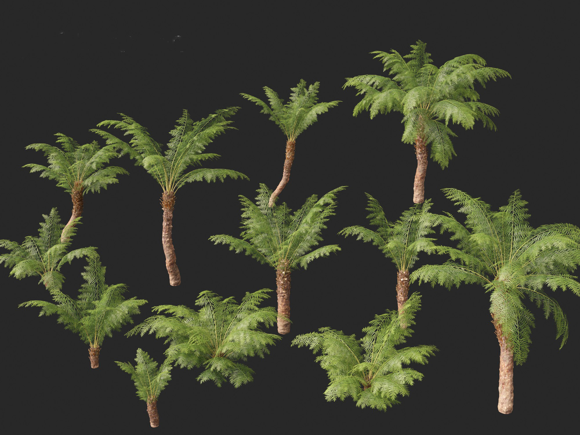 Dicksonia antarctica - Soft tree fern 3D model_3