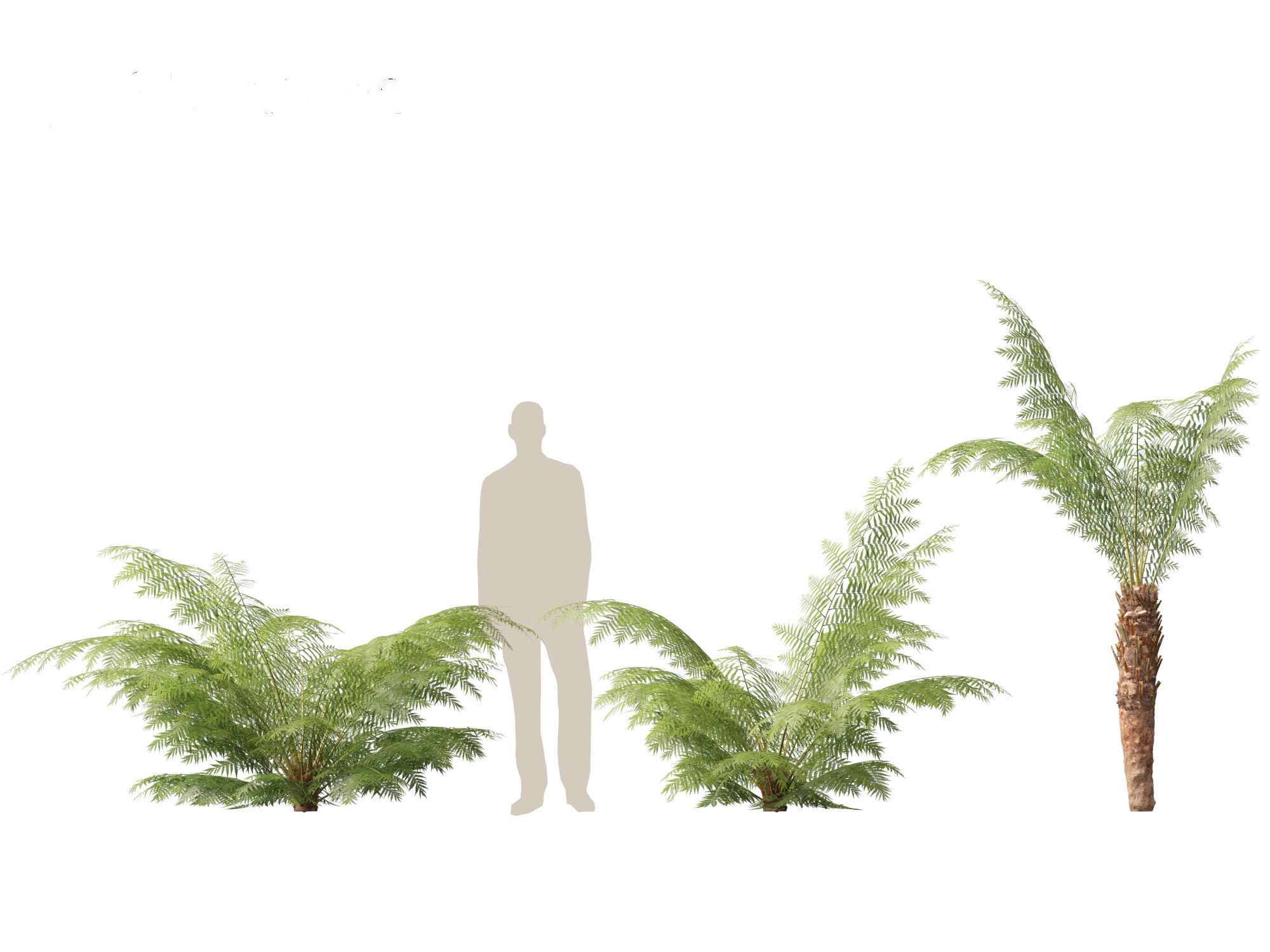 Dicksonia antarctica - Soft tree fern 3D model_9