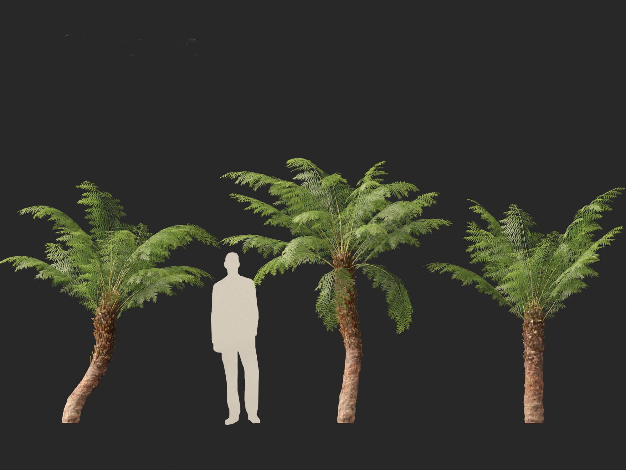 Dicksonia antarctica - Soft tree fern 3D model_12