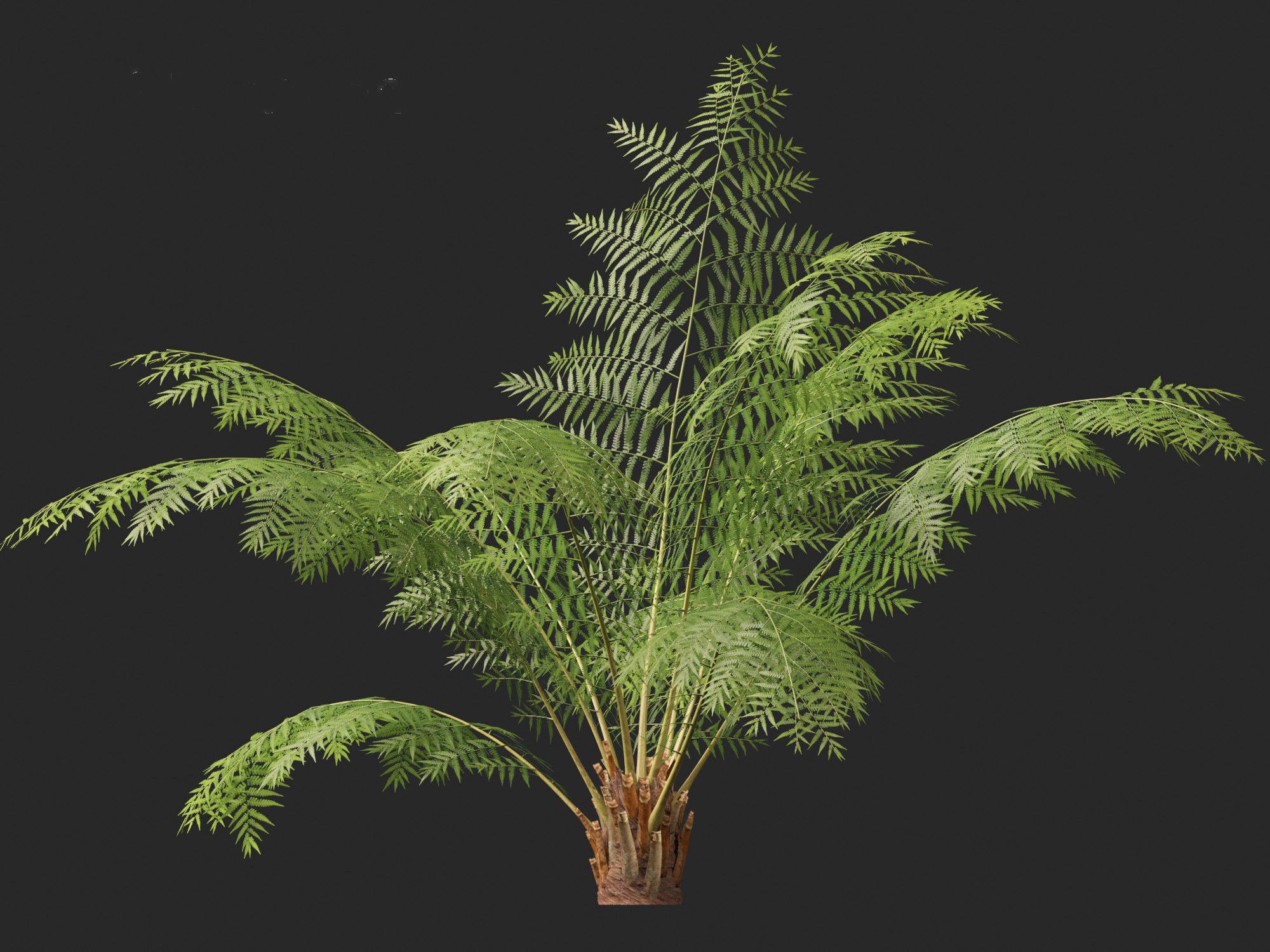 Dicksonia antarctica - Soft tree fern 3D model_5
