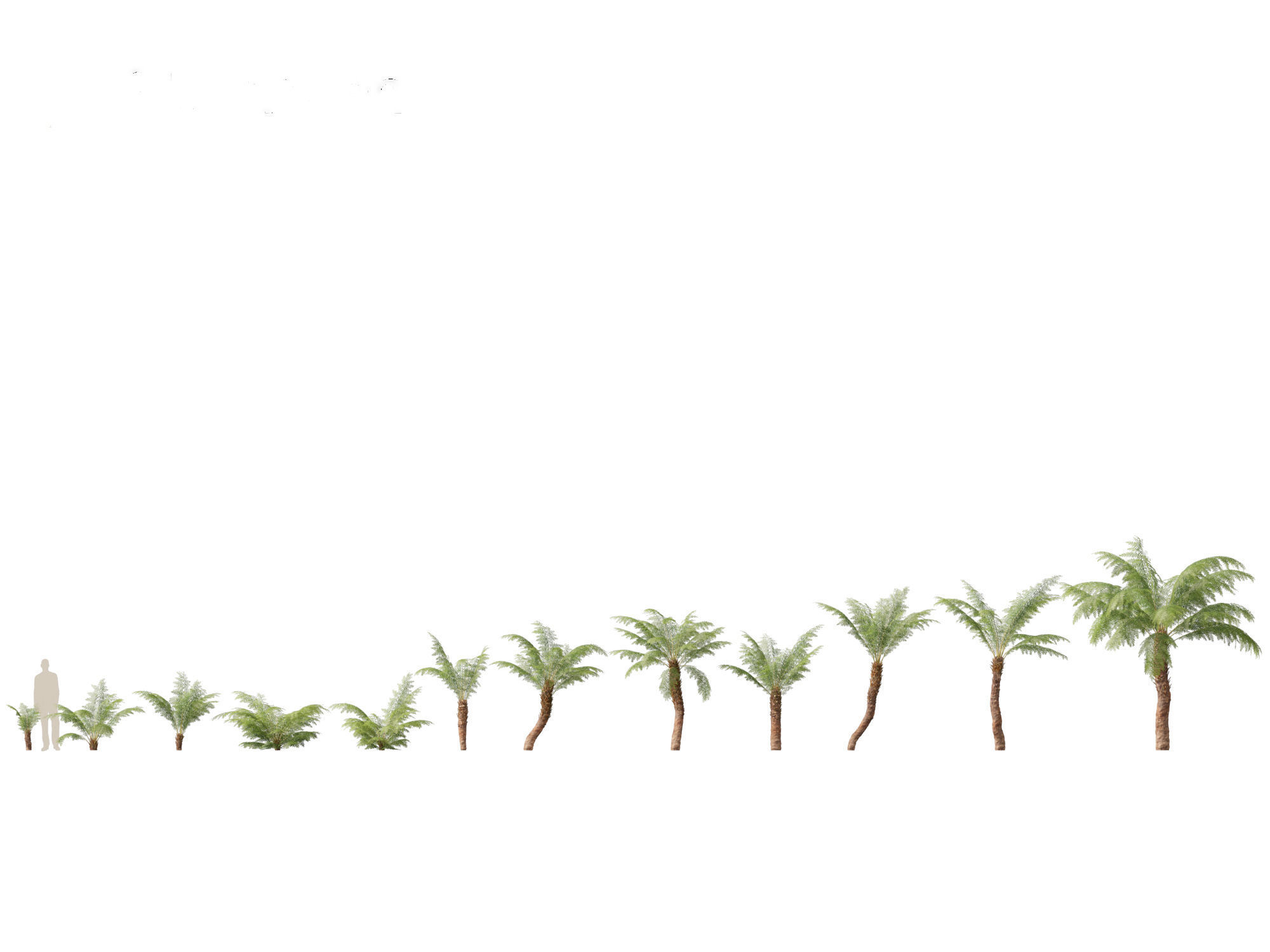 Dicksonia antarctica - Soft tree fern 3D model_1