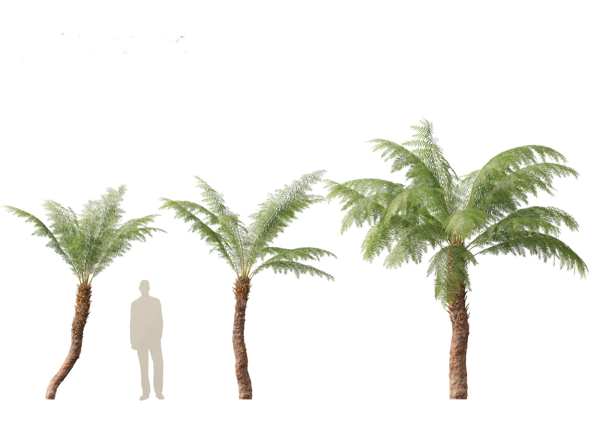 Dicksonia antarctica - Soft tree fern 3D model_13