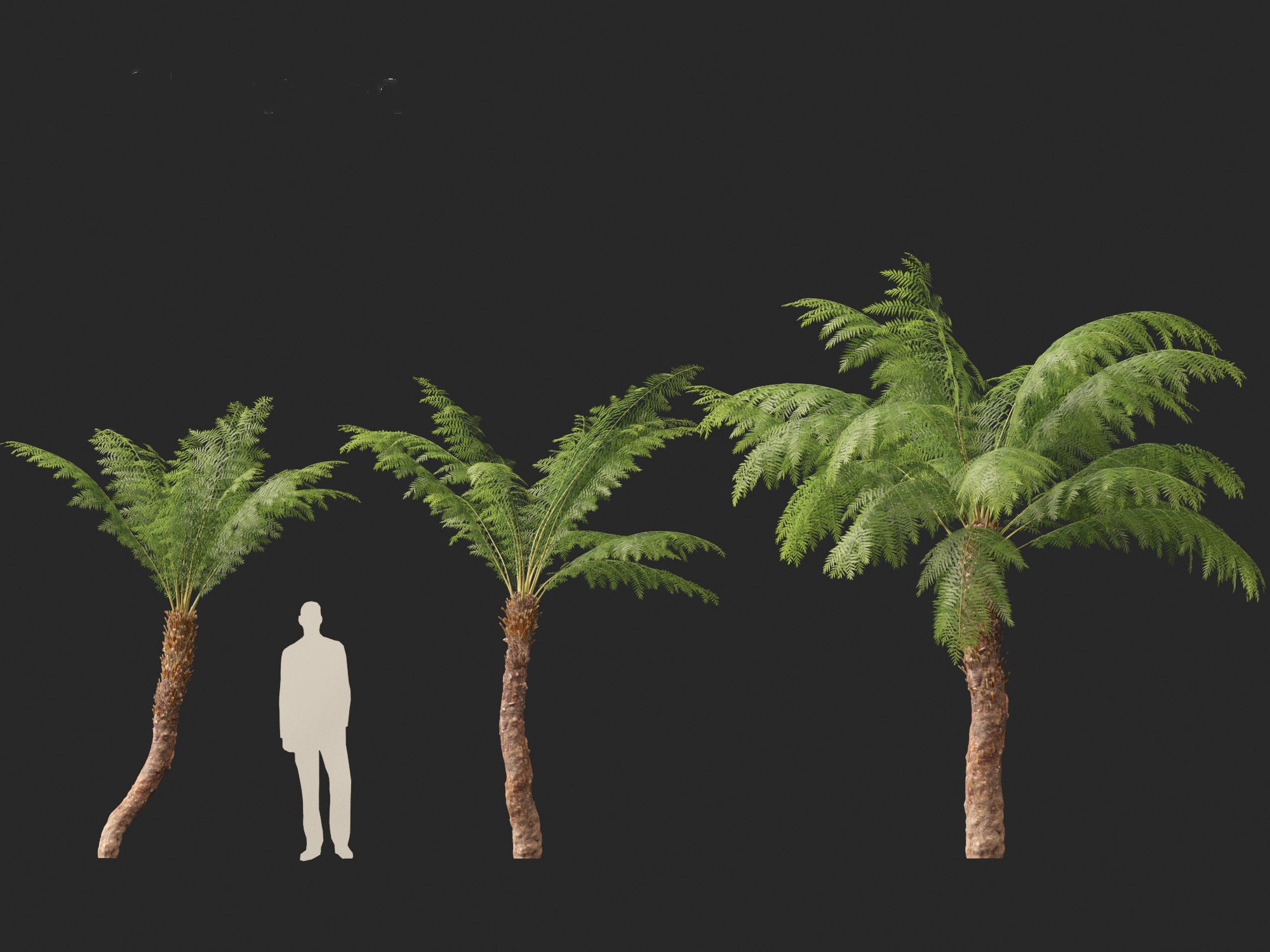 Dicksonia antarctica - Soft tree fern 3D model_2