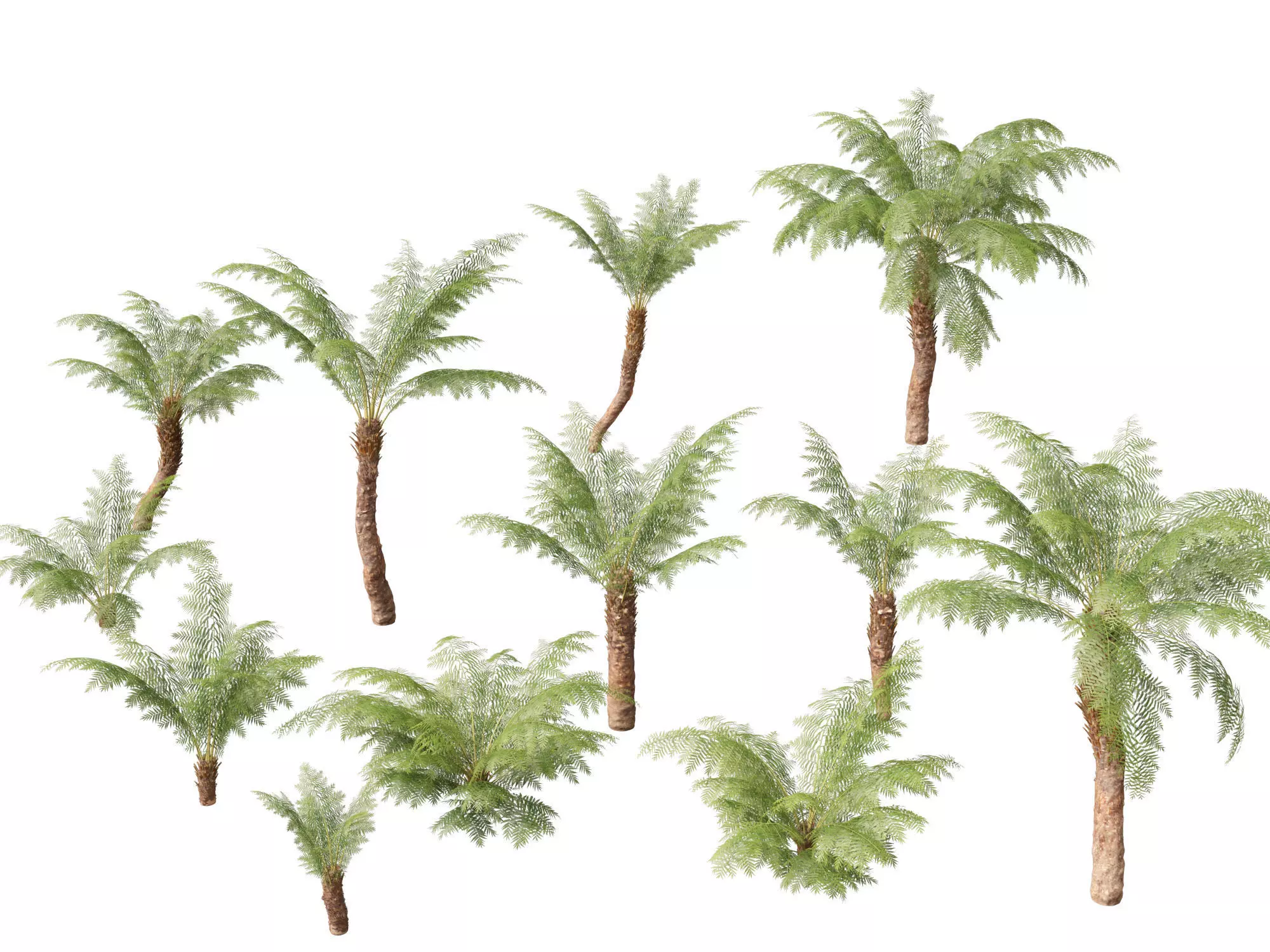 Dicksonia antarctica - Soft tree fern 3D model_0
