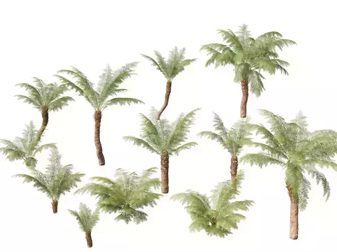 Dicksonia antarctica - Soft tree fern 3D model