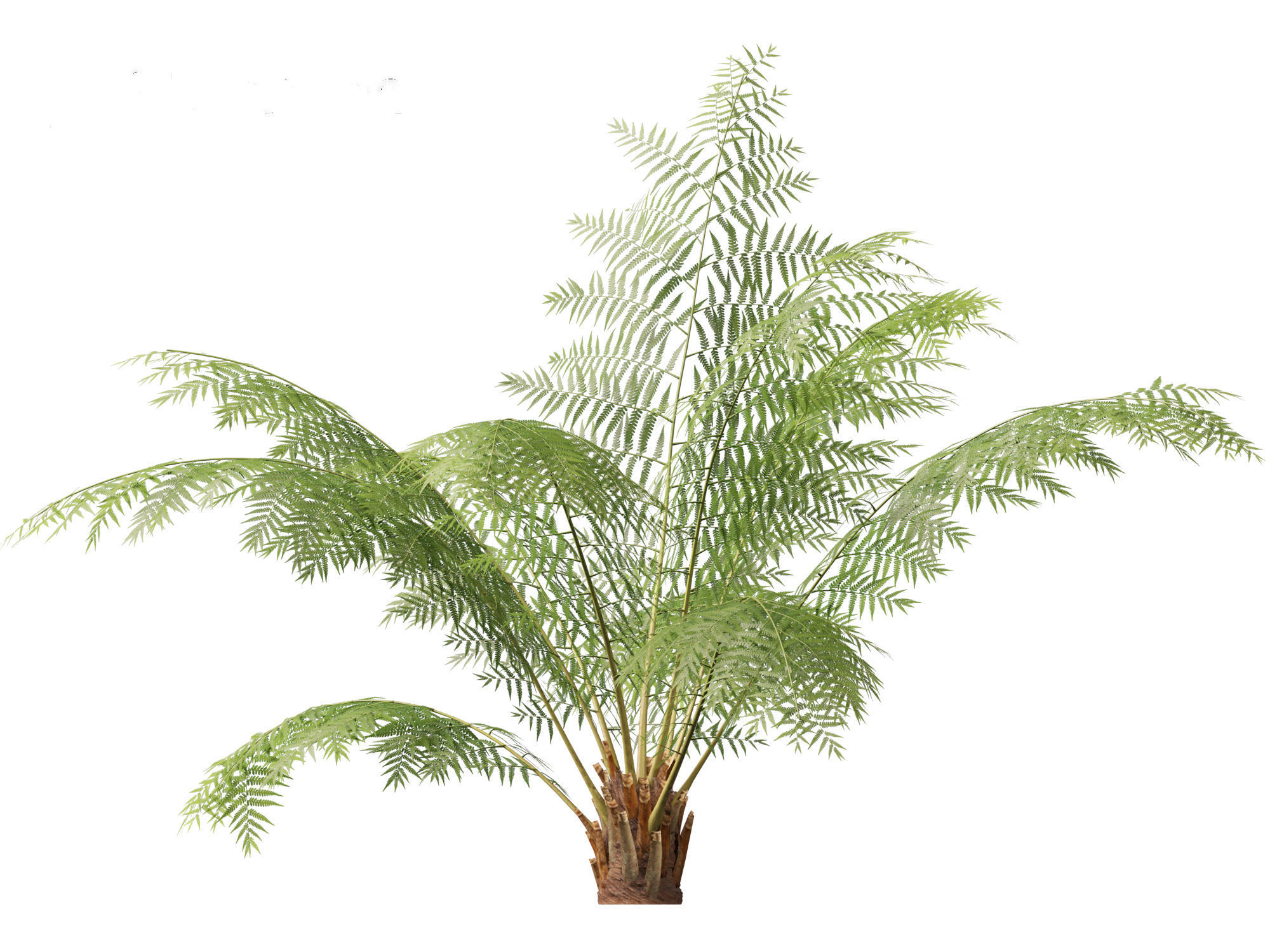 Dicksonia antarctica - Soft tree fern 3D model_4