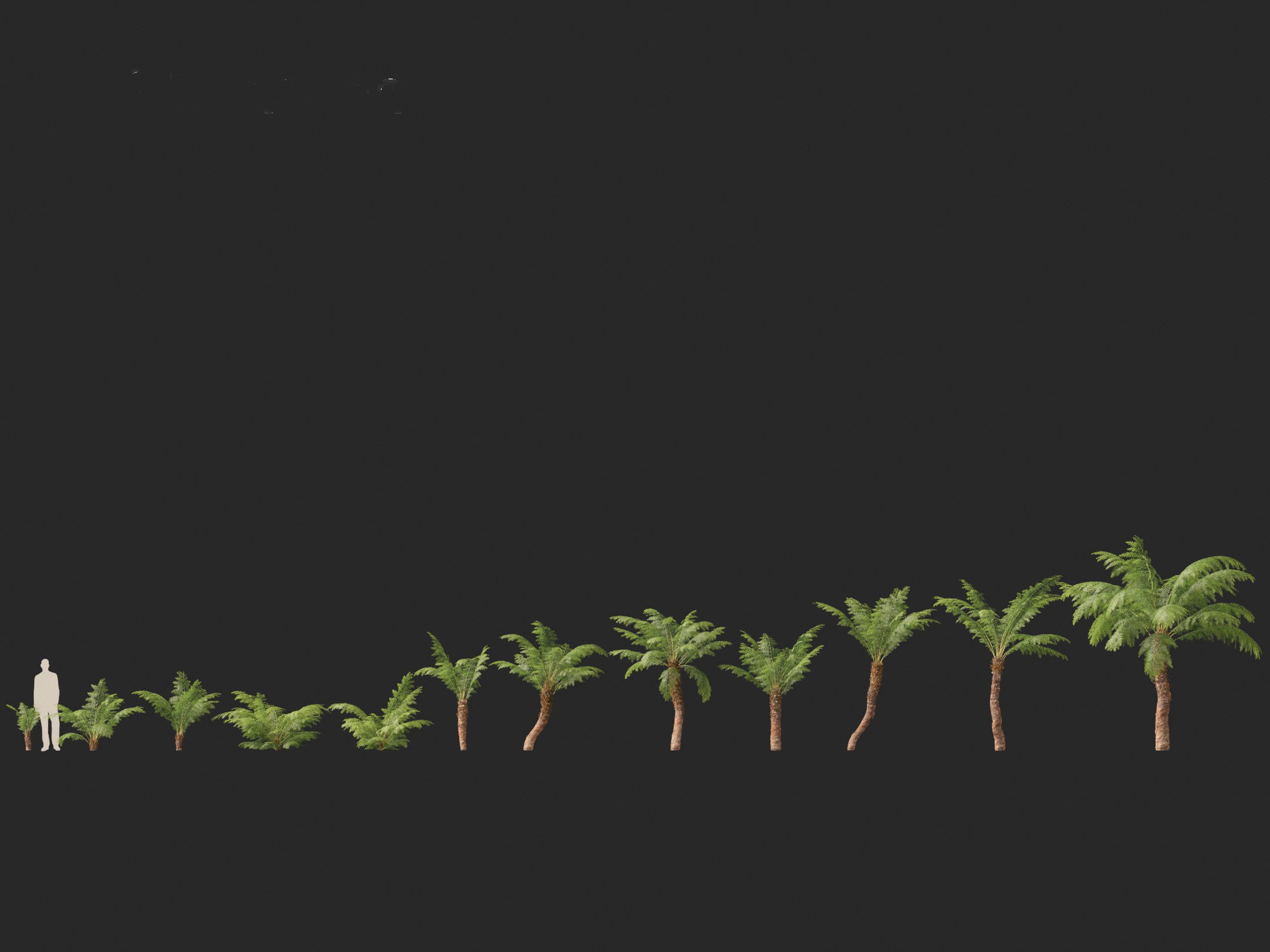 Dicksonia antarctica - Soft tree fern 3D model_6