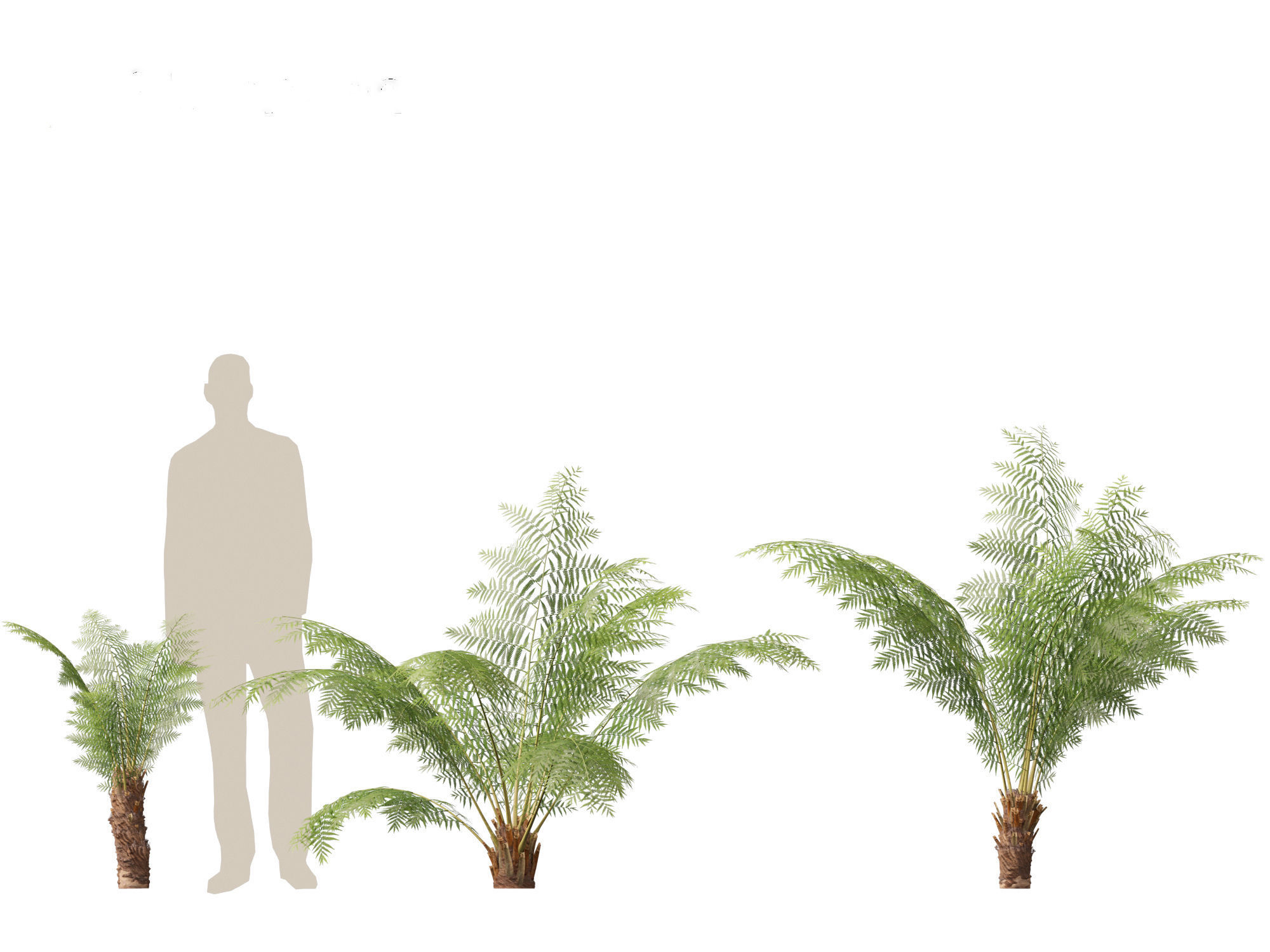 Dicksonia antarctica - Soft tree fern 3D model_7