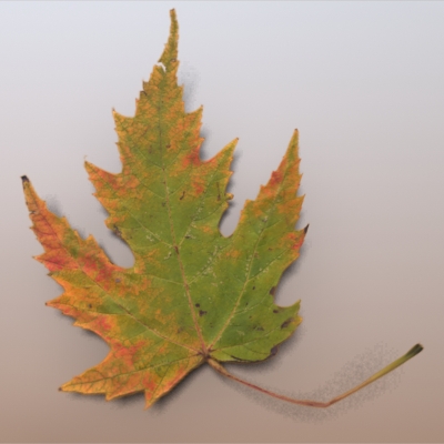 Autumn Leaves 3D model_9