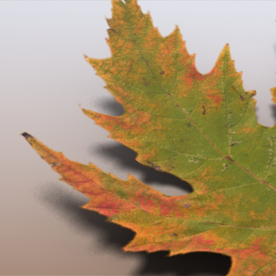 Autumn Leaves 3D model_3