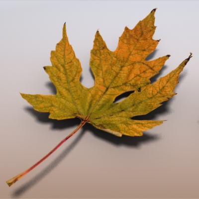 Autumn Leaves 3D model_7