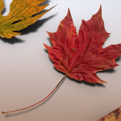 Autumn Leaves 3D model_8