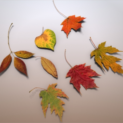Autumn Leaves 3D model_1