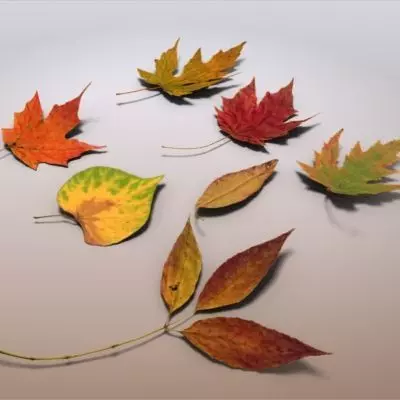 Autumn Leaves 3D model_0