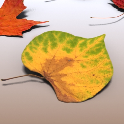 Autumn Leaves 3D model_5