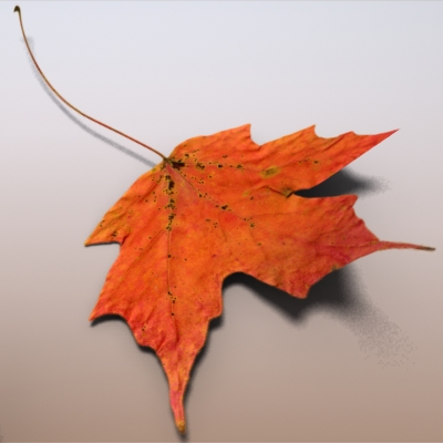 Autumn Leaves 3D model_6