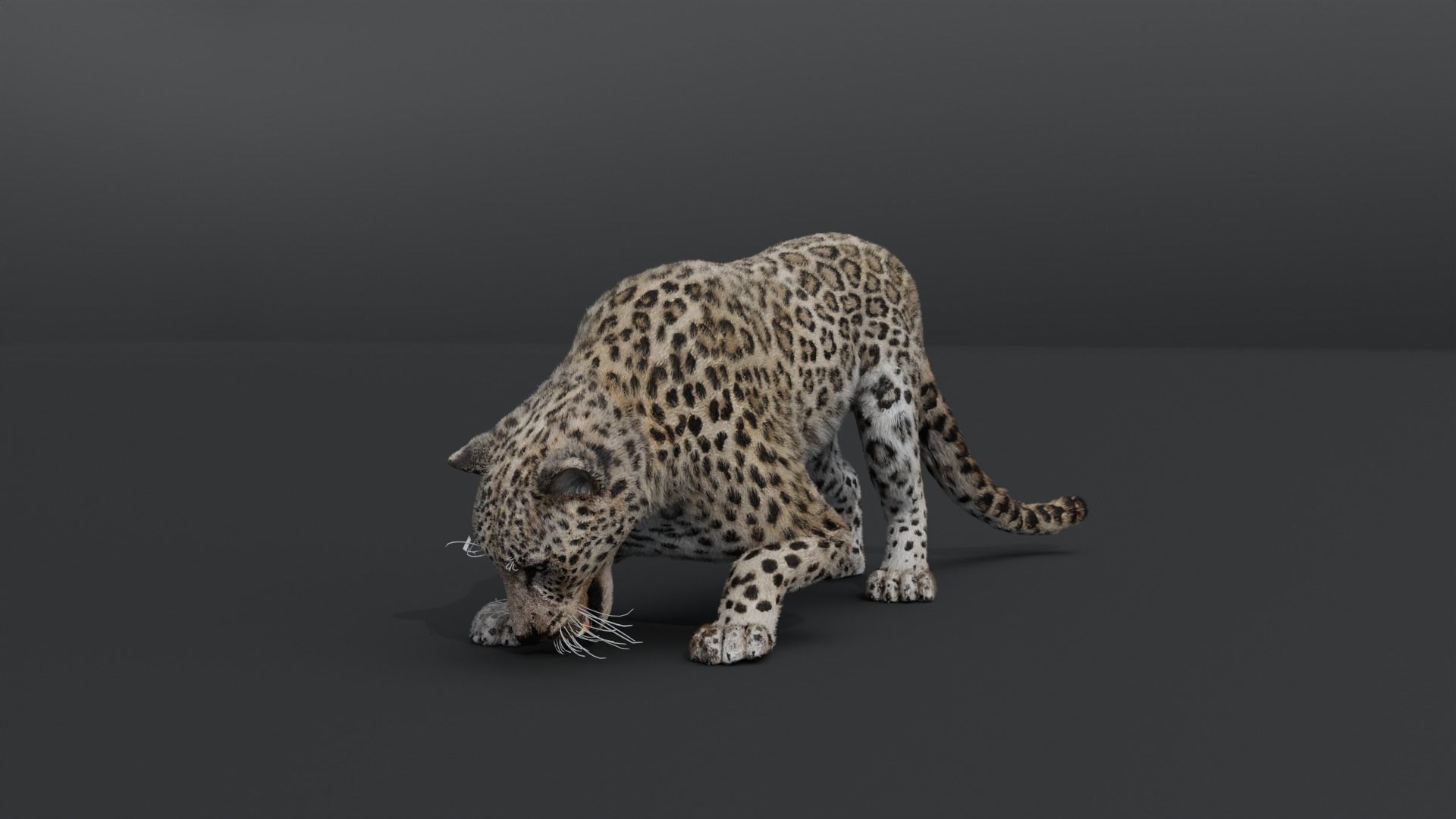 Leopard Animated Low-poly 3D model_3