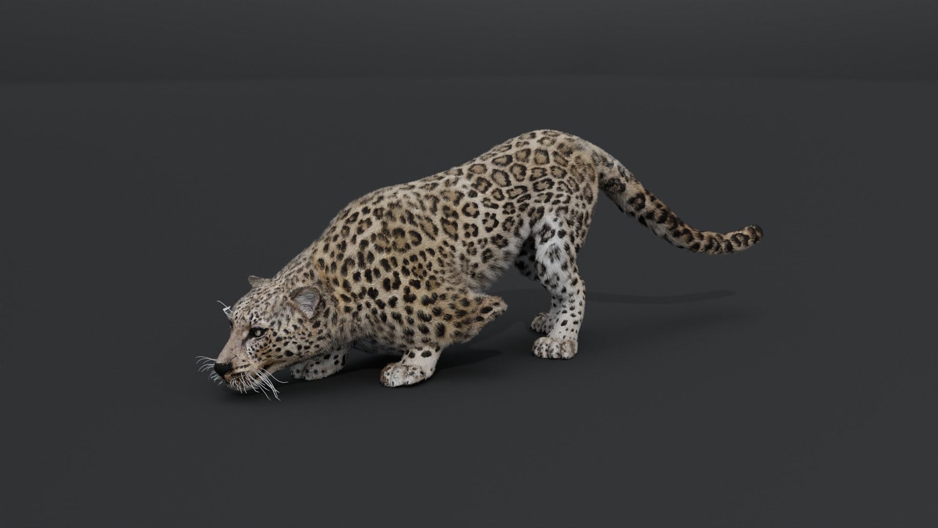Leopard Animated Low-poly 3D model_7