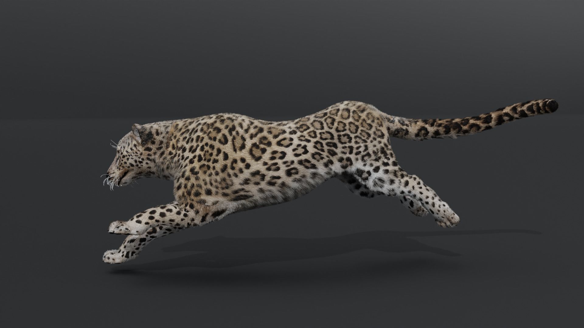 Leopard Animated Low-poly 3D model_6
