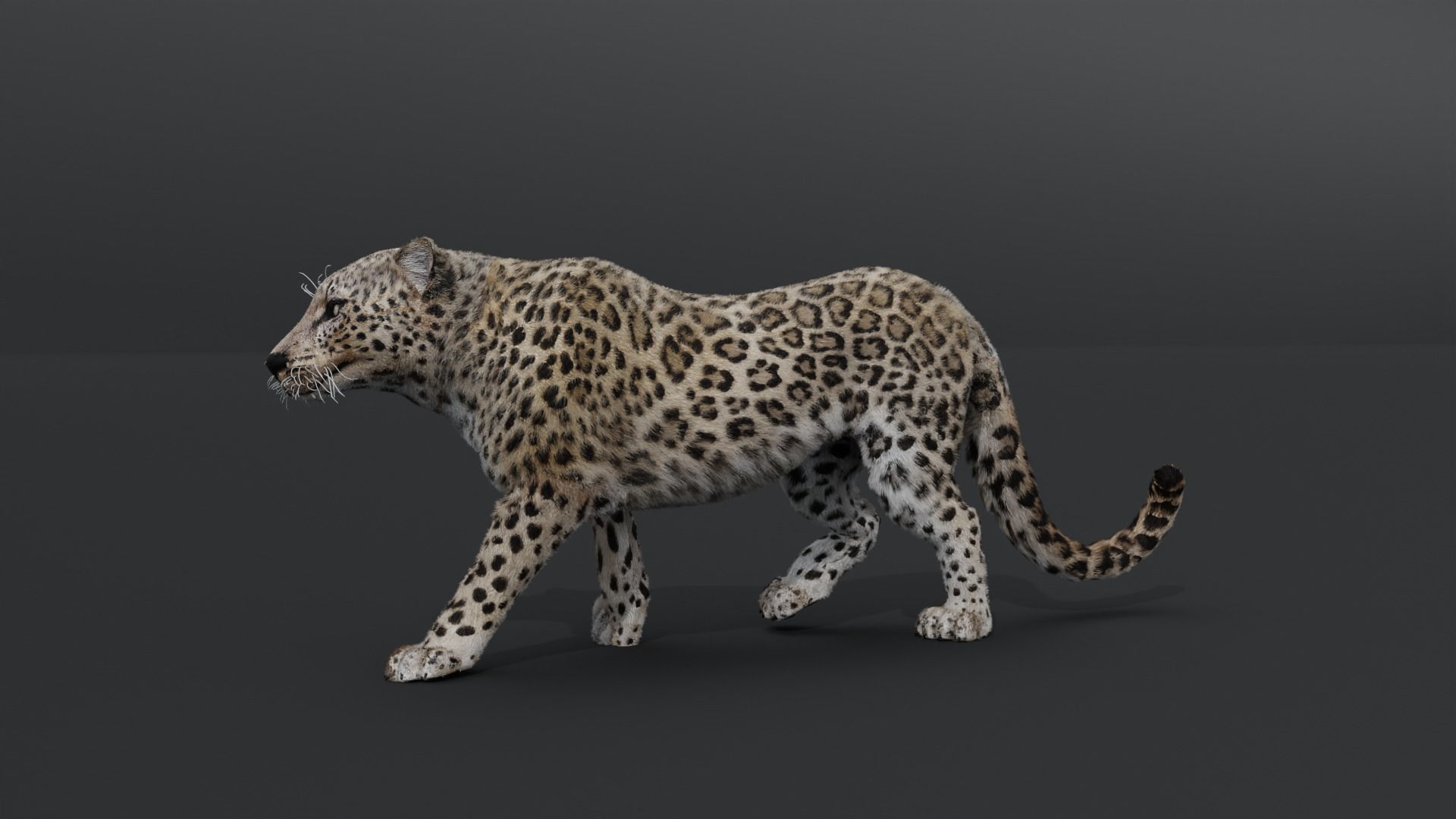 Leopard Animated Low-poly 3D model_4