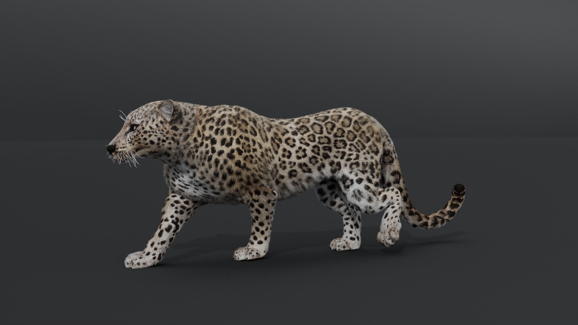Leopard Animated Low-poly 3D model_8