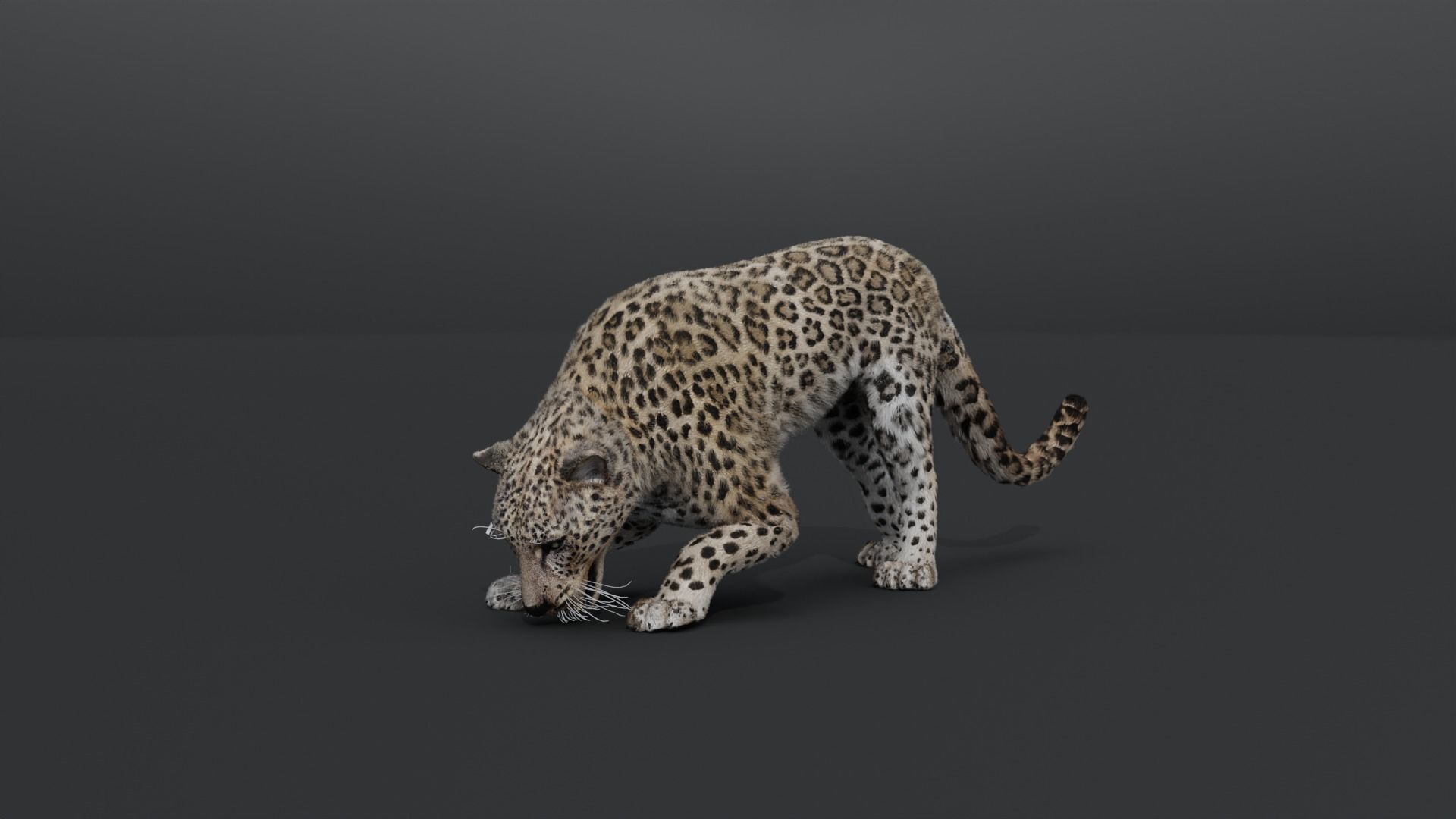Leopard Animated Low-poly 3D model_5