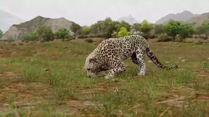 Leopard Animated Low-poly 3D model