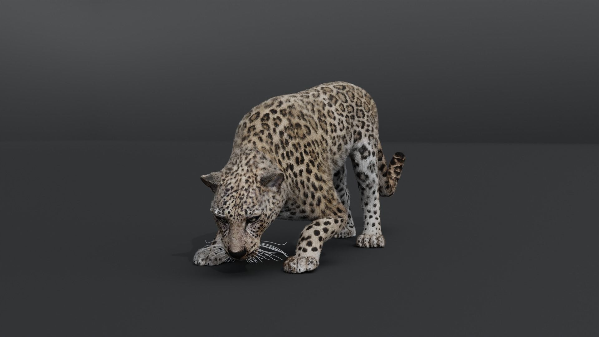 Leopard Animated Low-poly 3D model_9