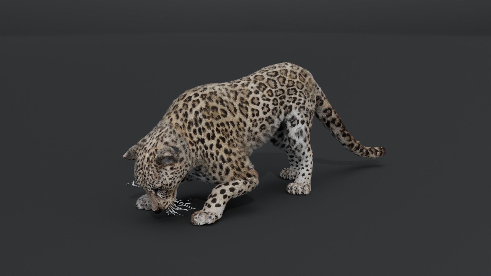 Leopard Animated Low-poly 3D model_10