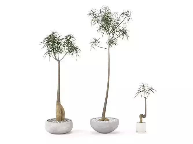 Plant Bottle Tree - Brachychiton Rupestris