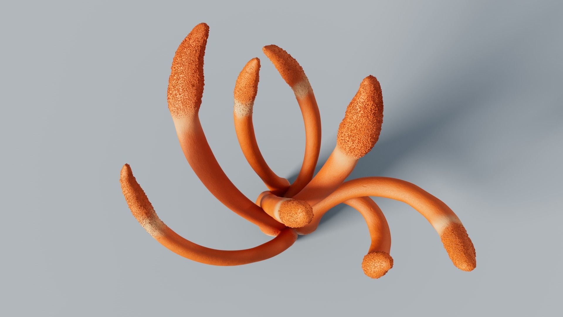 Cordyceps militaris mushroom 3D model_3