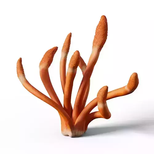 Cordyceps militaris mushroom
