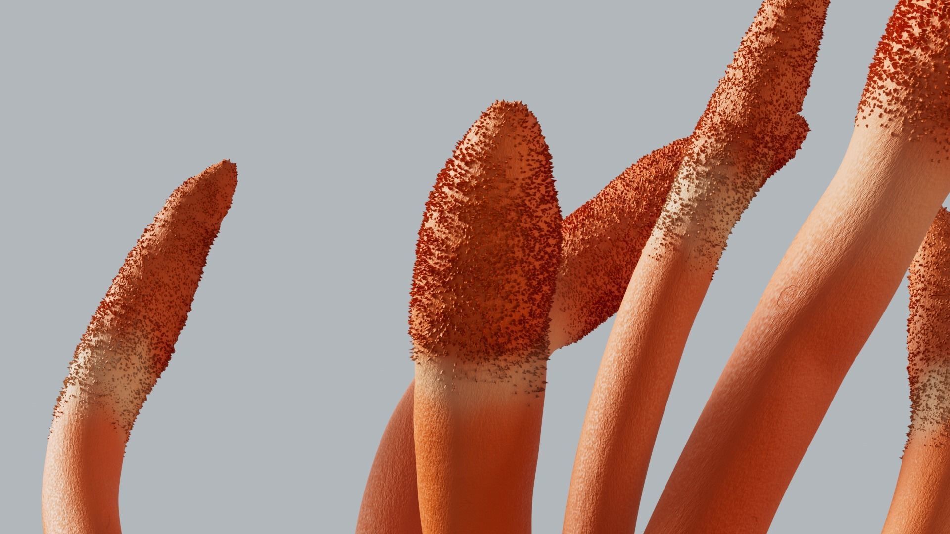 Cordyceps militaris mushroom 3D model_4