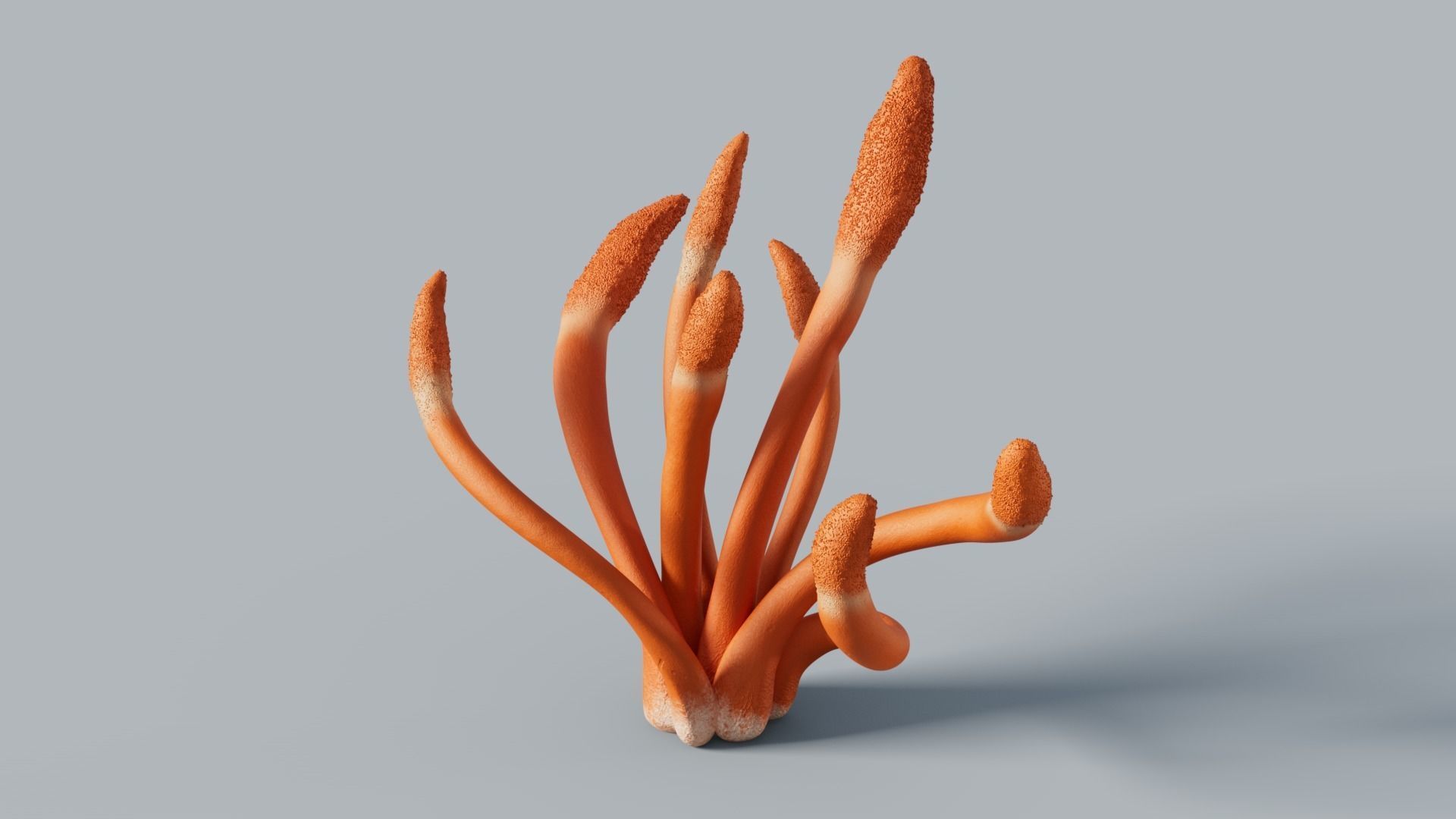 Cordyceps militaris mushroom 3D model_2