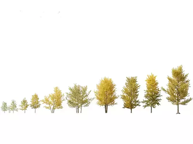 Populus balsamifera - Balsam poplar 02 3D model