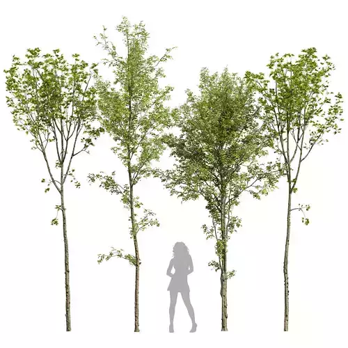 spring trees 03 3D model