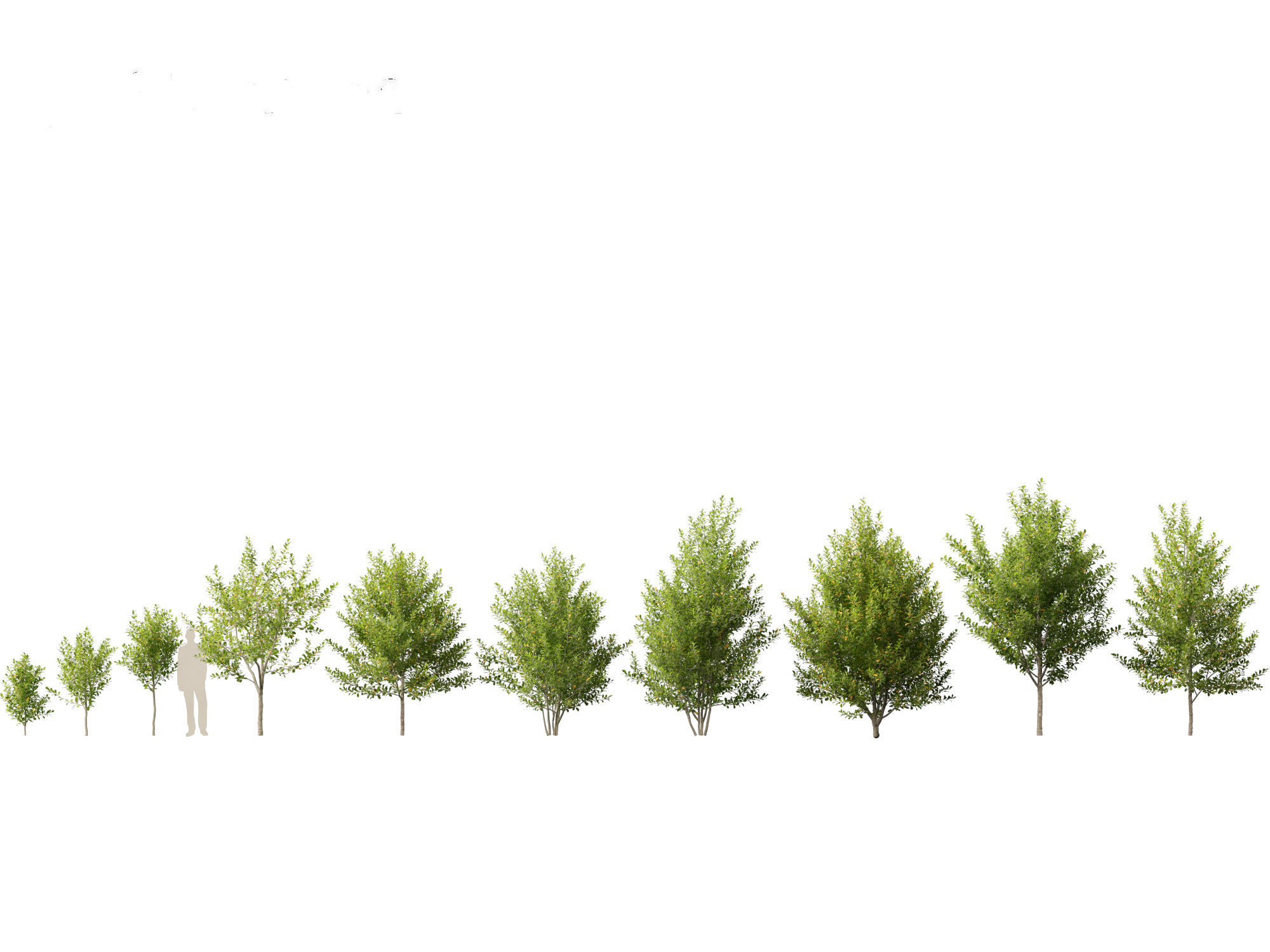 Prunus virginiana - Chokecherry 01 3D model_1