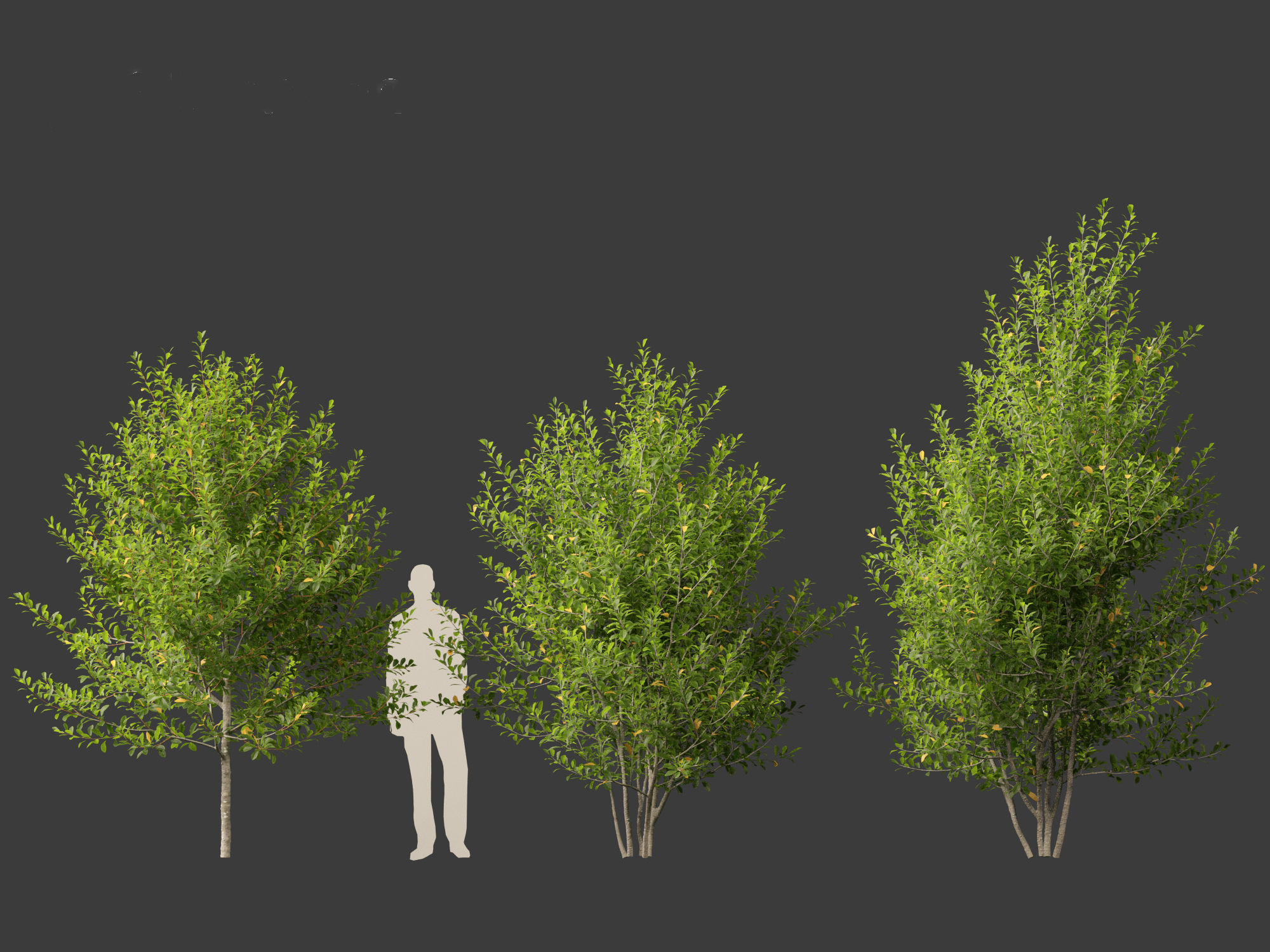 Prunus virginiana - Chokecherry 01 3D model_7