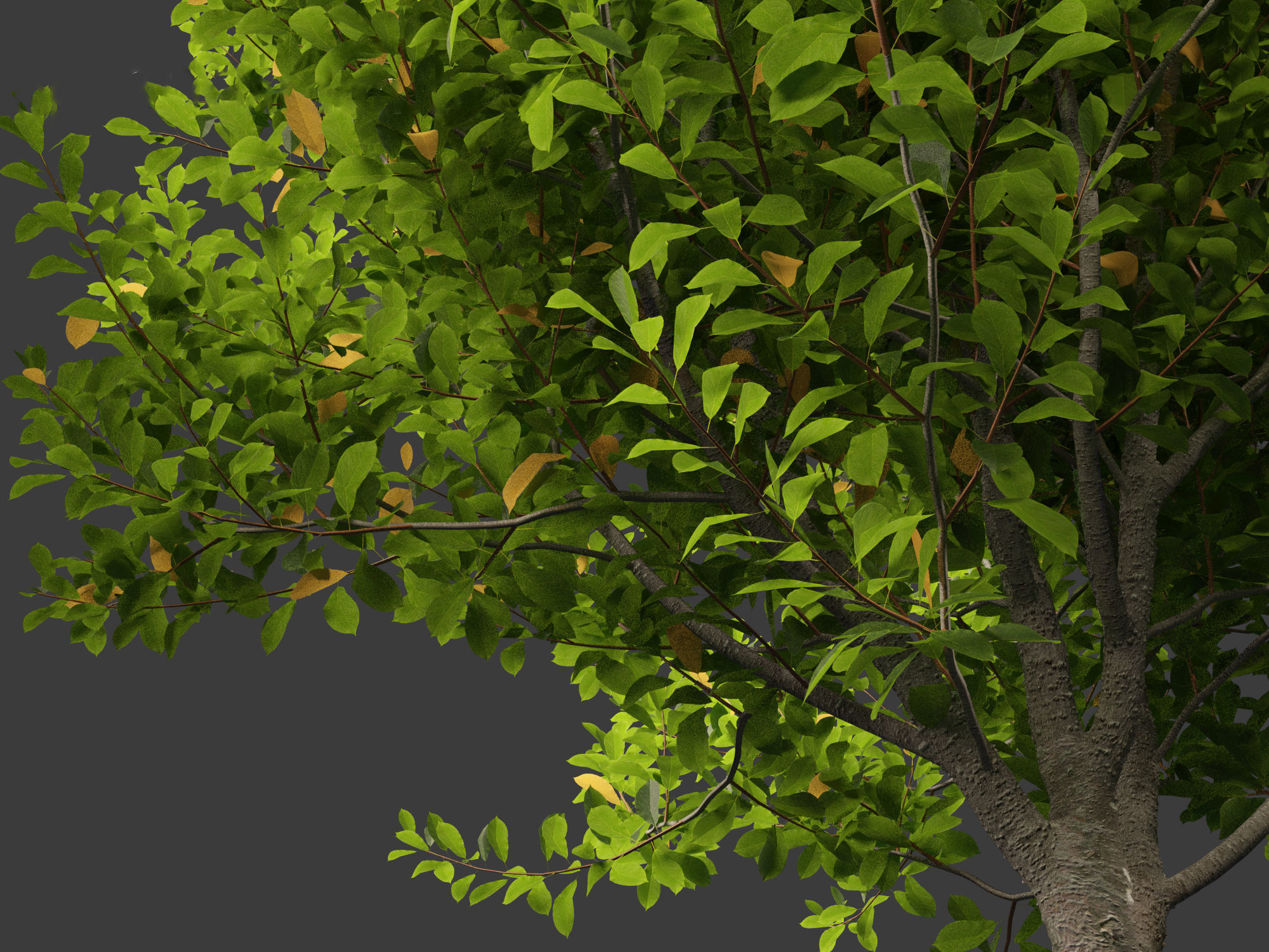 Prunus virginiana - Chokecherry 01 3D model_2