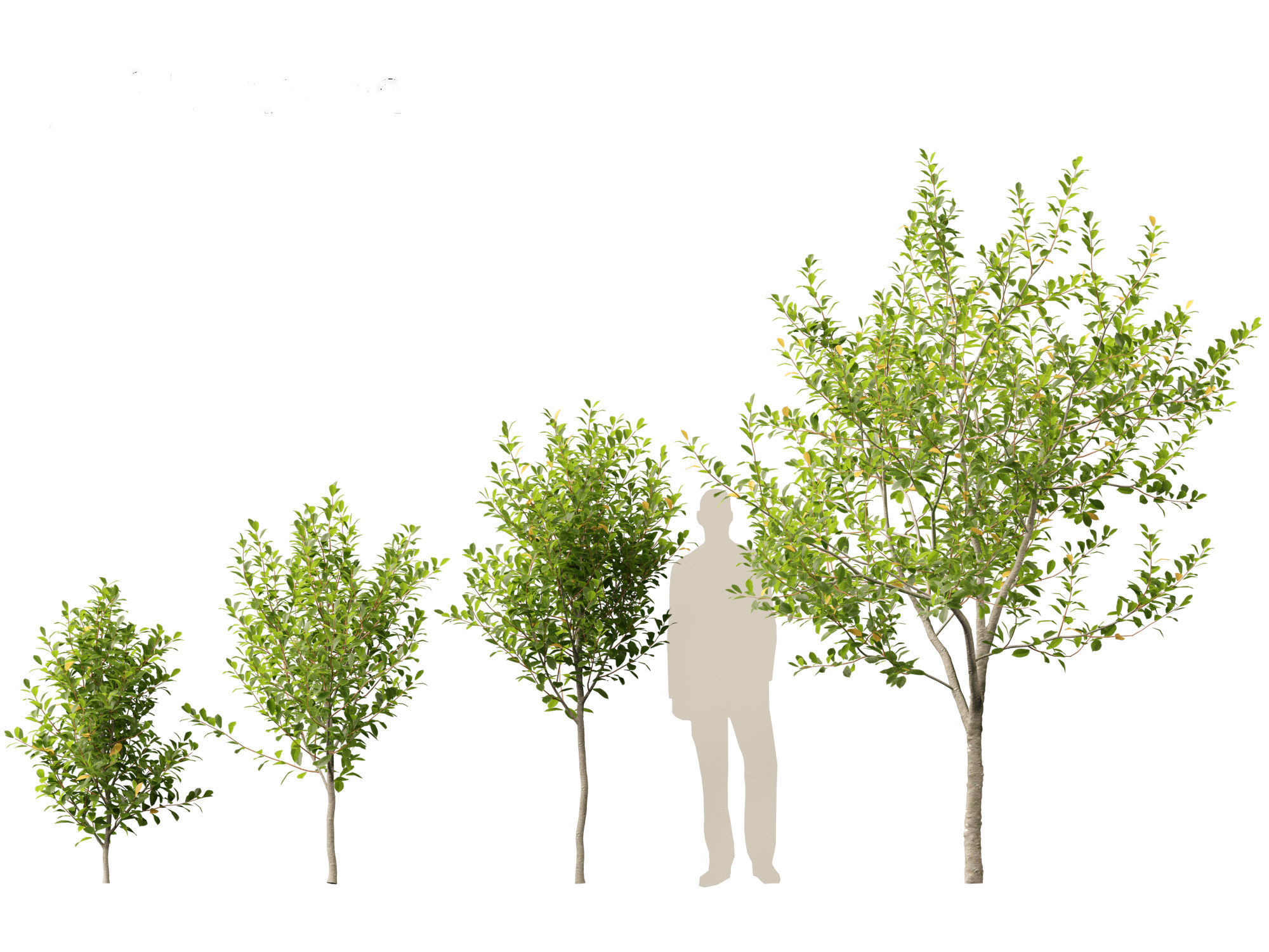 Prunus virginiana - Chokecherry 01 3D model_4