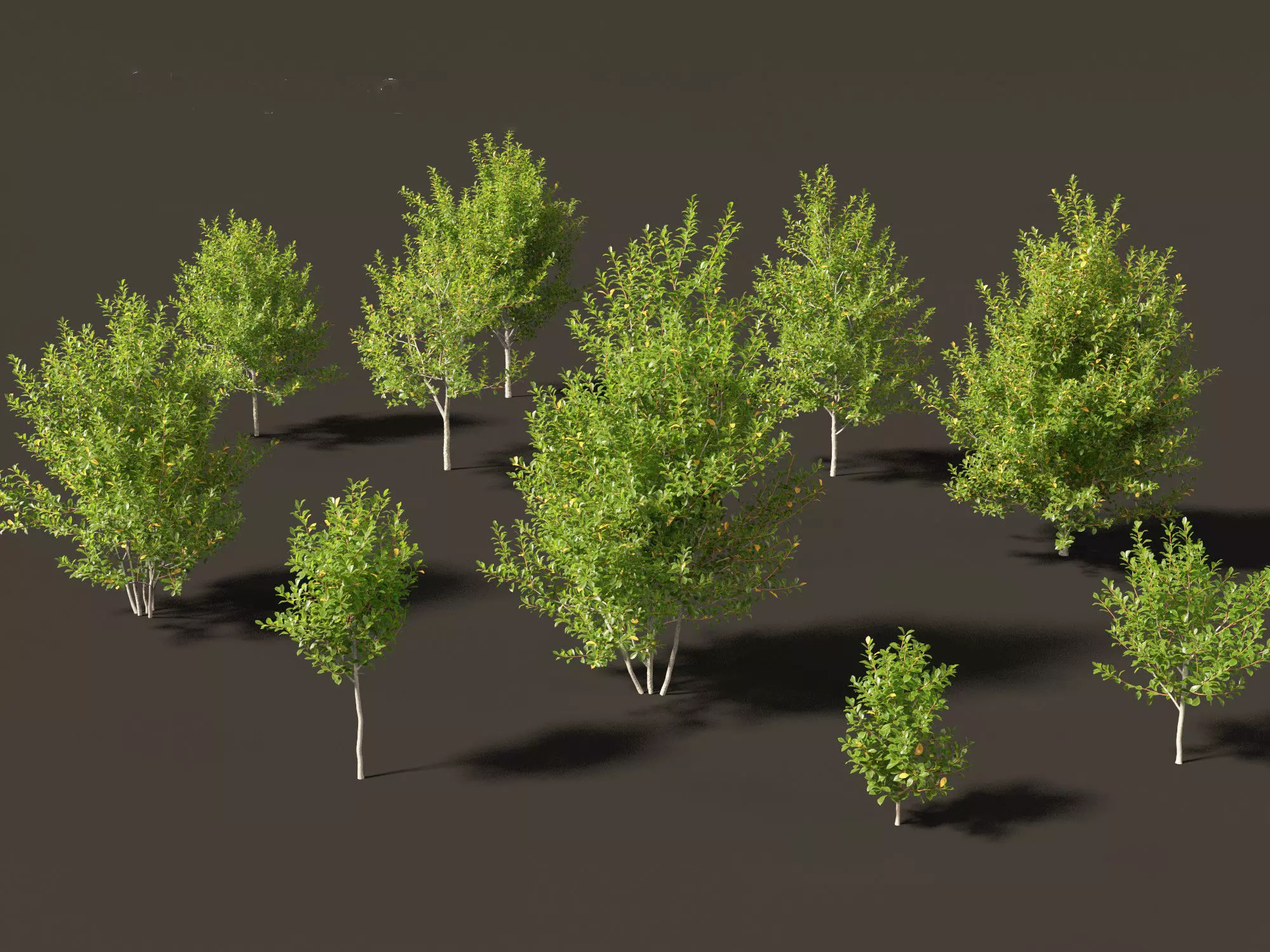 Prunus virginiana - Chokecherry 01 3D model_0