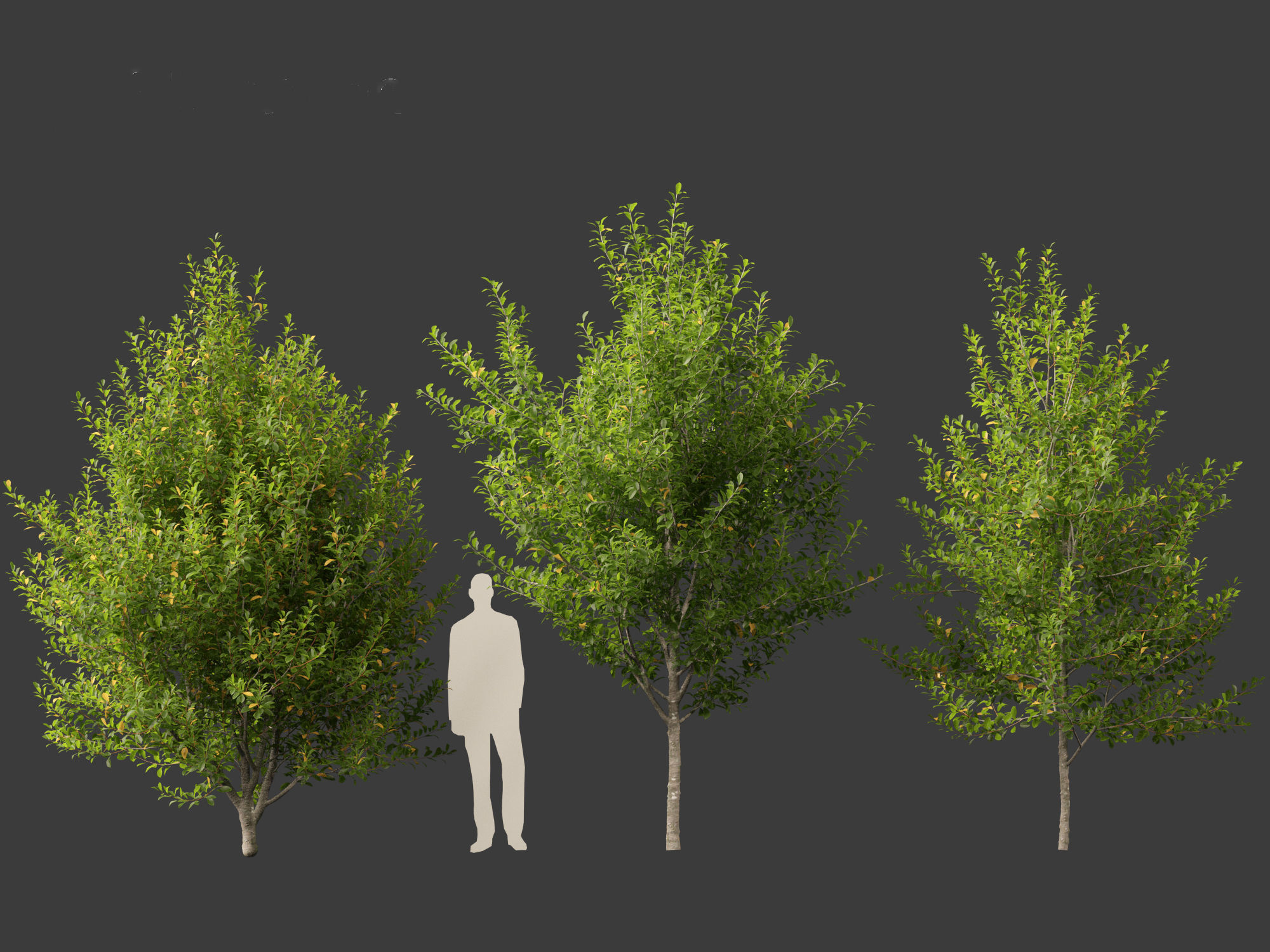 Prunus virginiana - Chokecherry 01 3D model_9