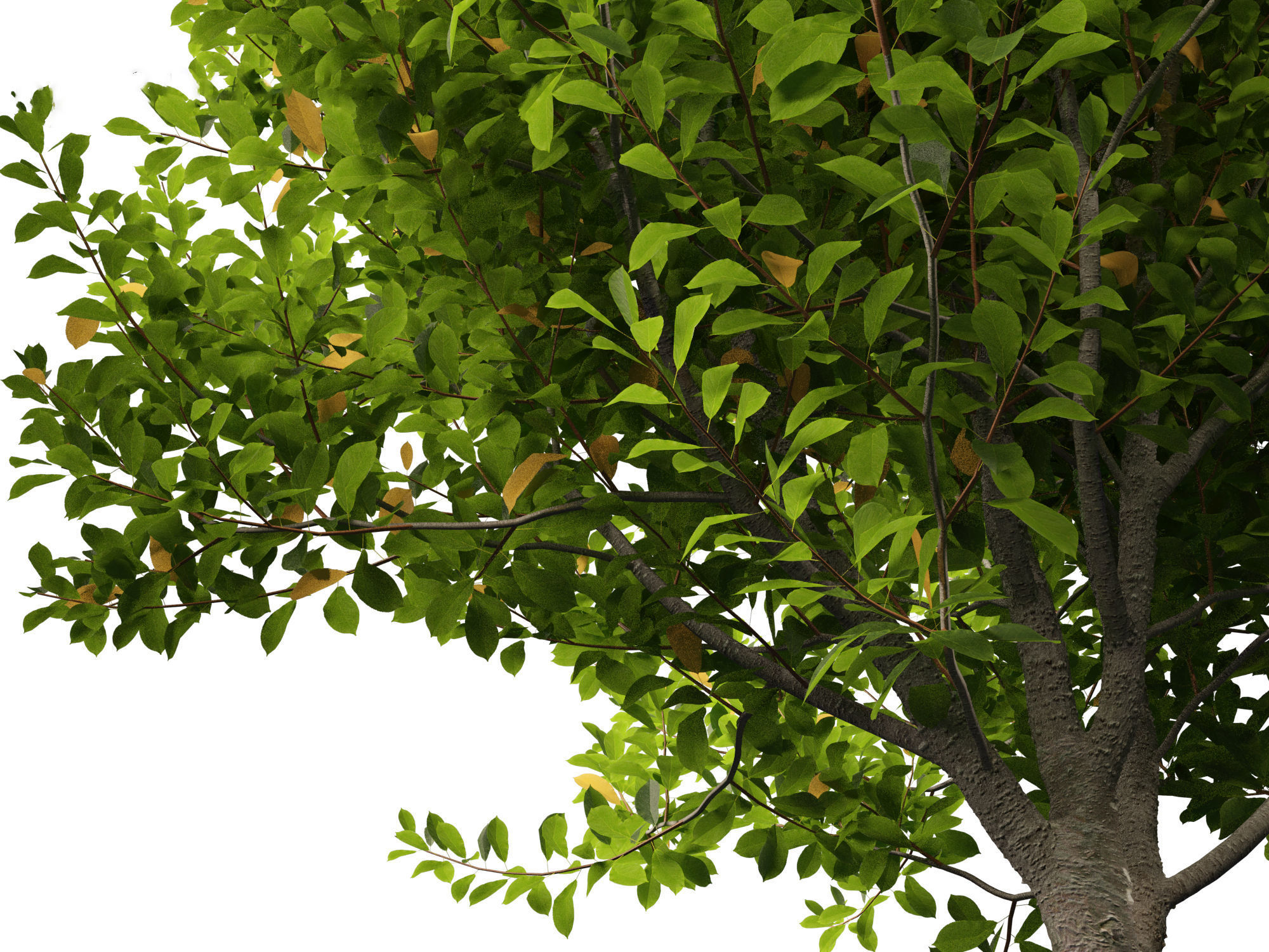 Prunus virginiana - Chokecherry 01 3D model_10