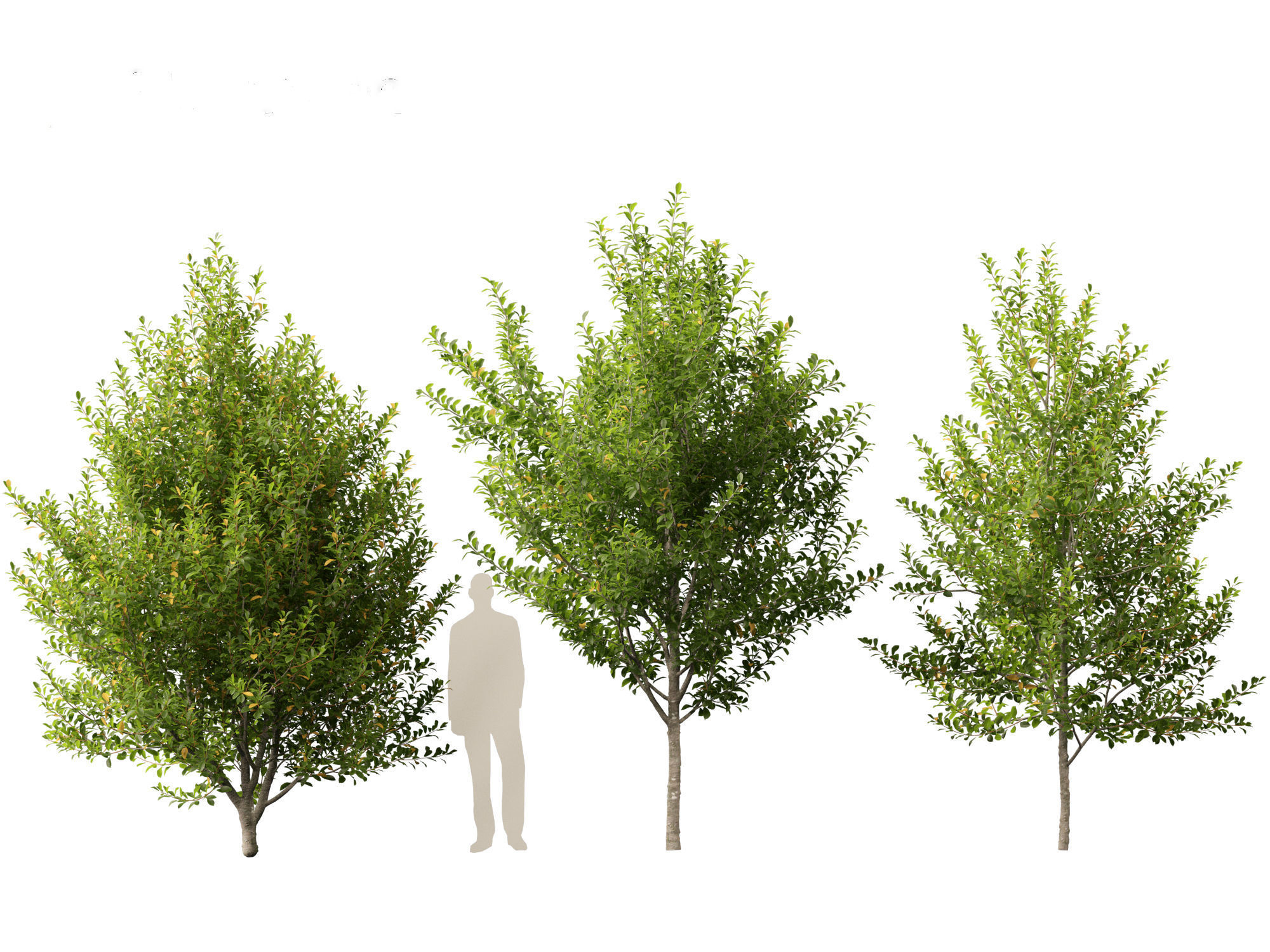 Prunus virginiana - Chokecherry 01 3D model_8