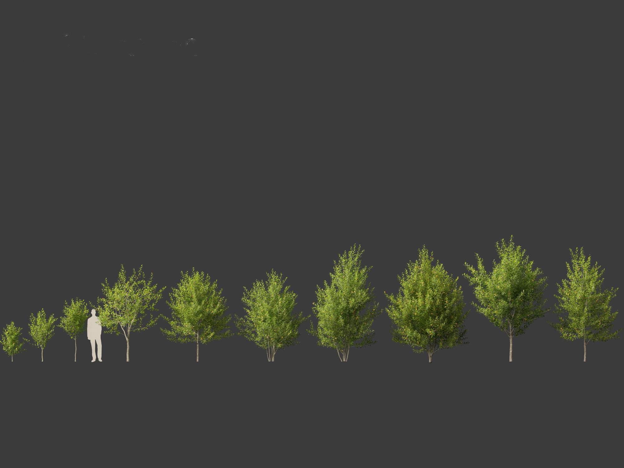 Prunus virginiana - Chokecherry 01 3D model_3
