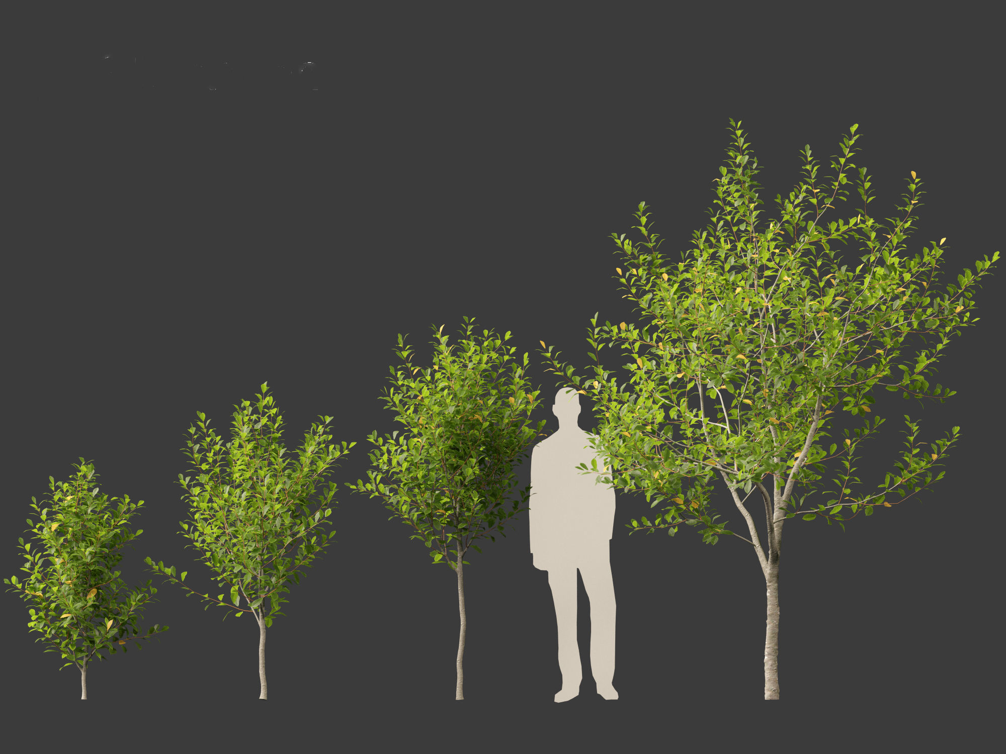 Prunus virginiana - Chokecherry 01 3D model_5