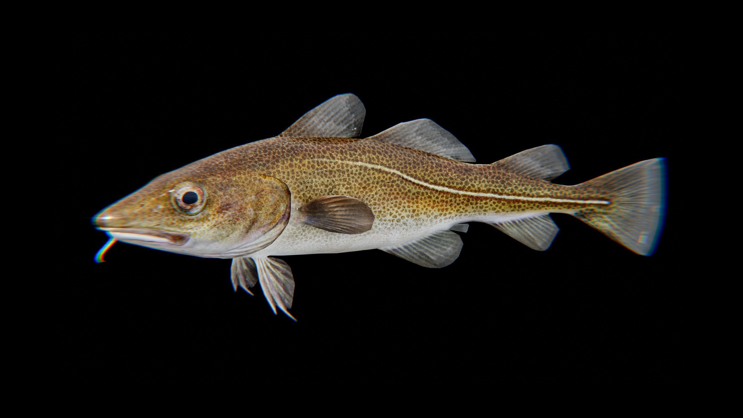 Cod Atlantic - Saltwater Fish Low-poly 3D model_13