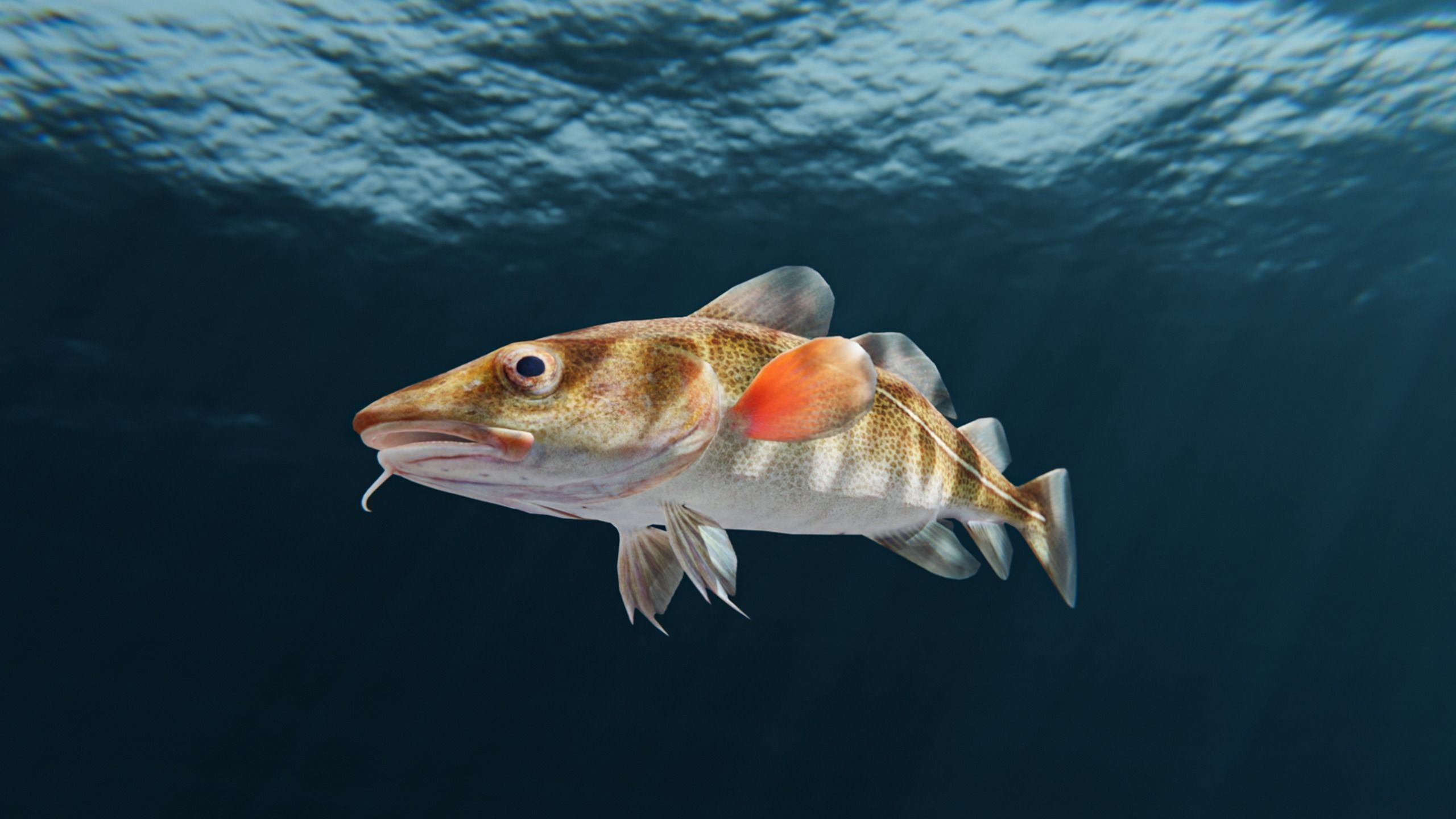 Cod Atlantic - Saltwater Fish Low-poly 3D model_4