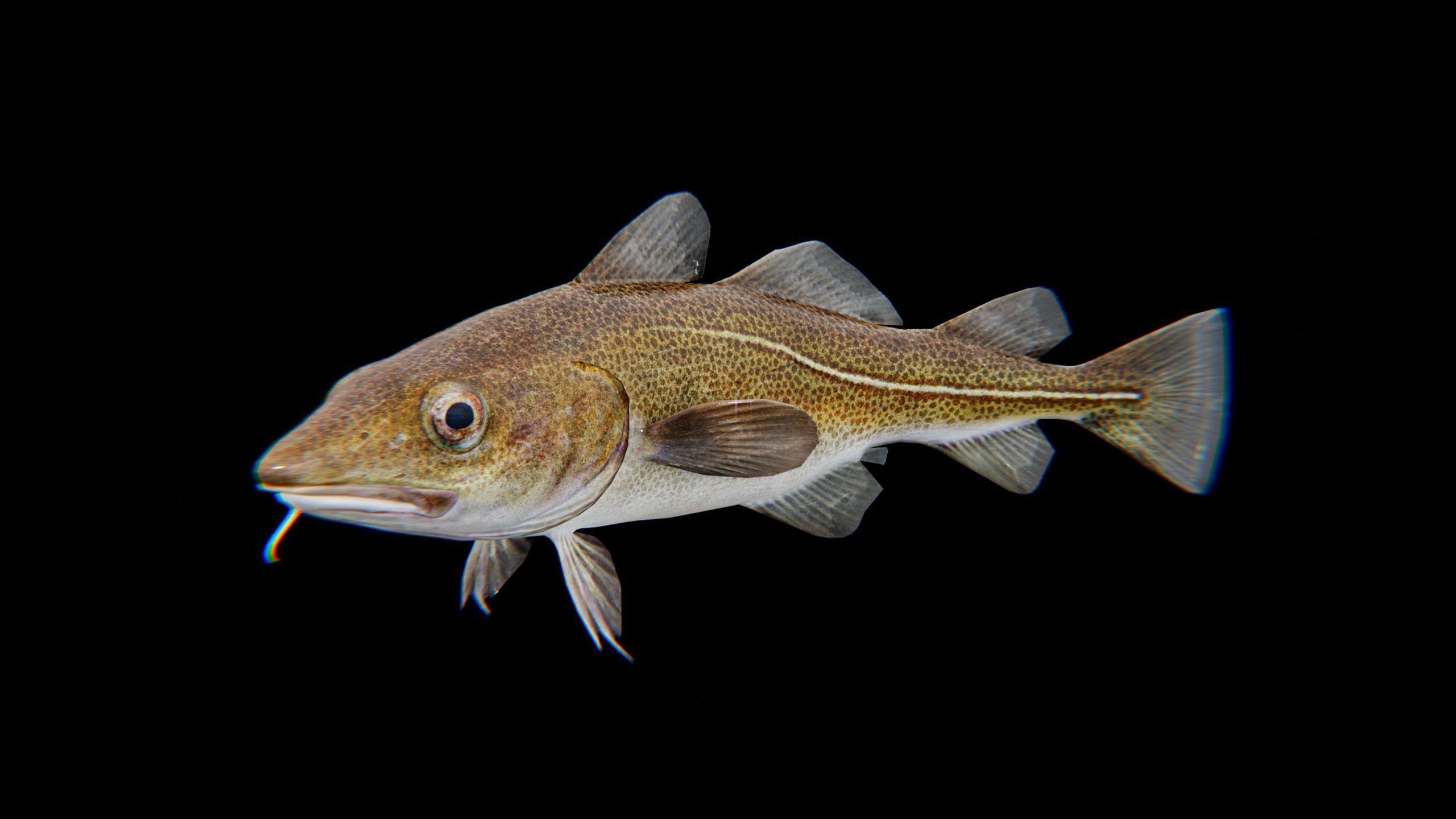 Cod Atlantic - Saltwater Fish Low-poly 3D model_12